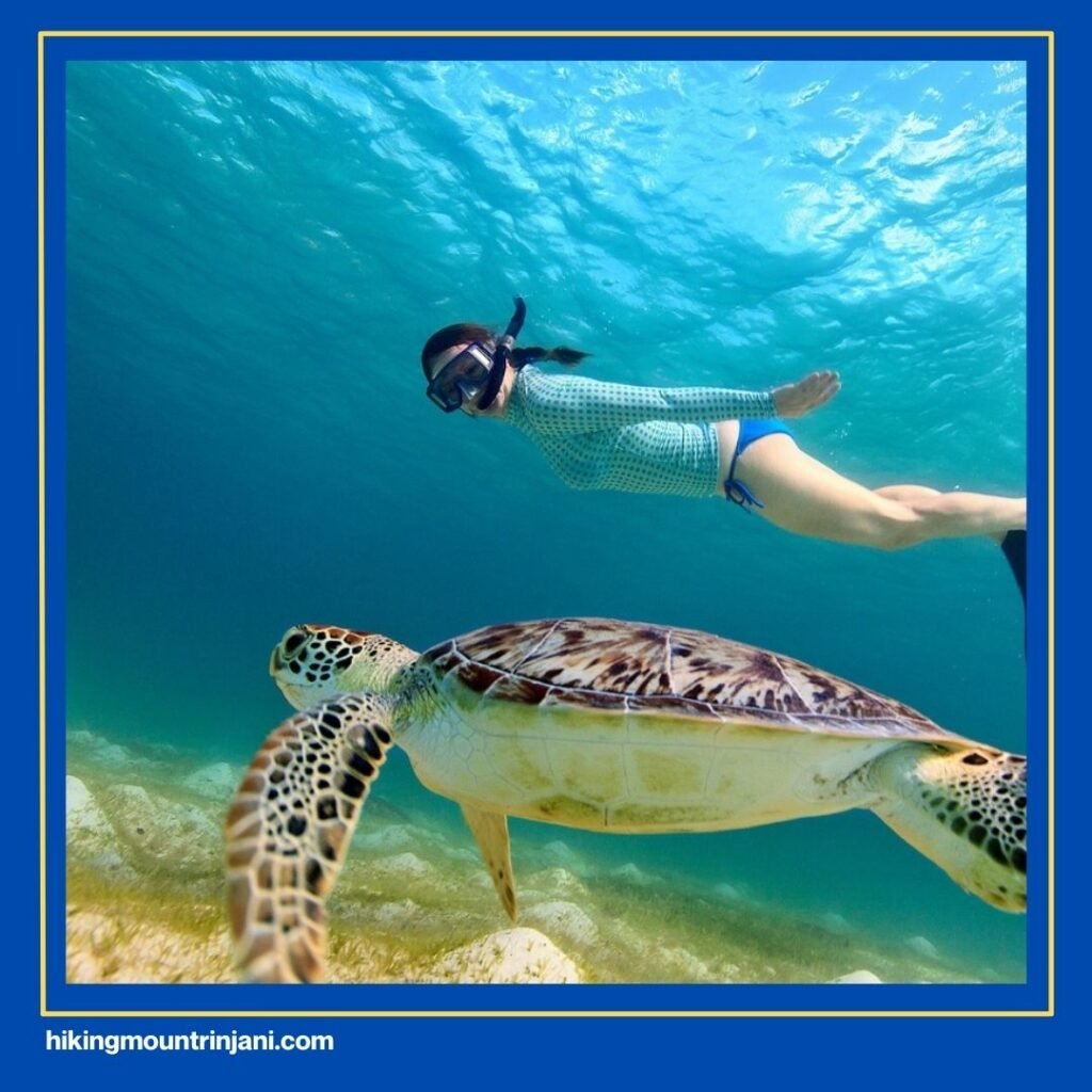 Snorkeling with Sea Turtles