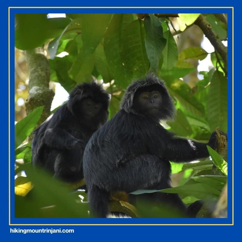 Tetebatu Monkey Forest