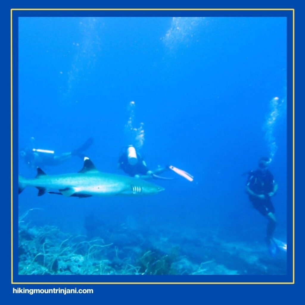 Shark Point