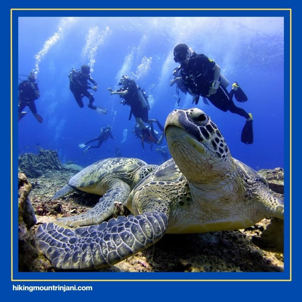 Turtle Heaven (Gili Meno Wall)