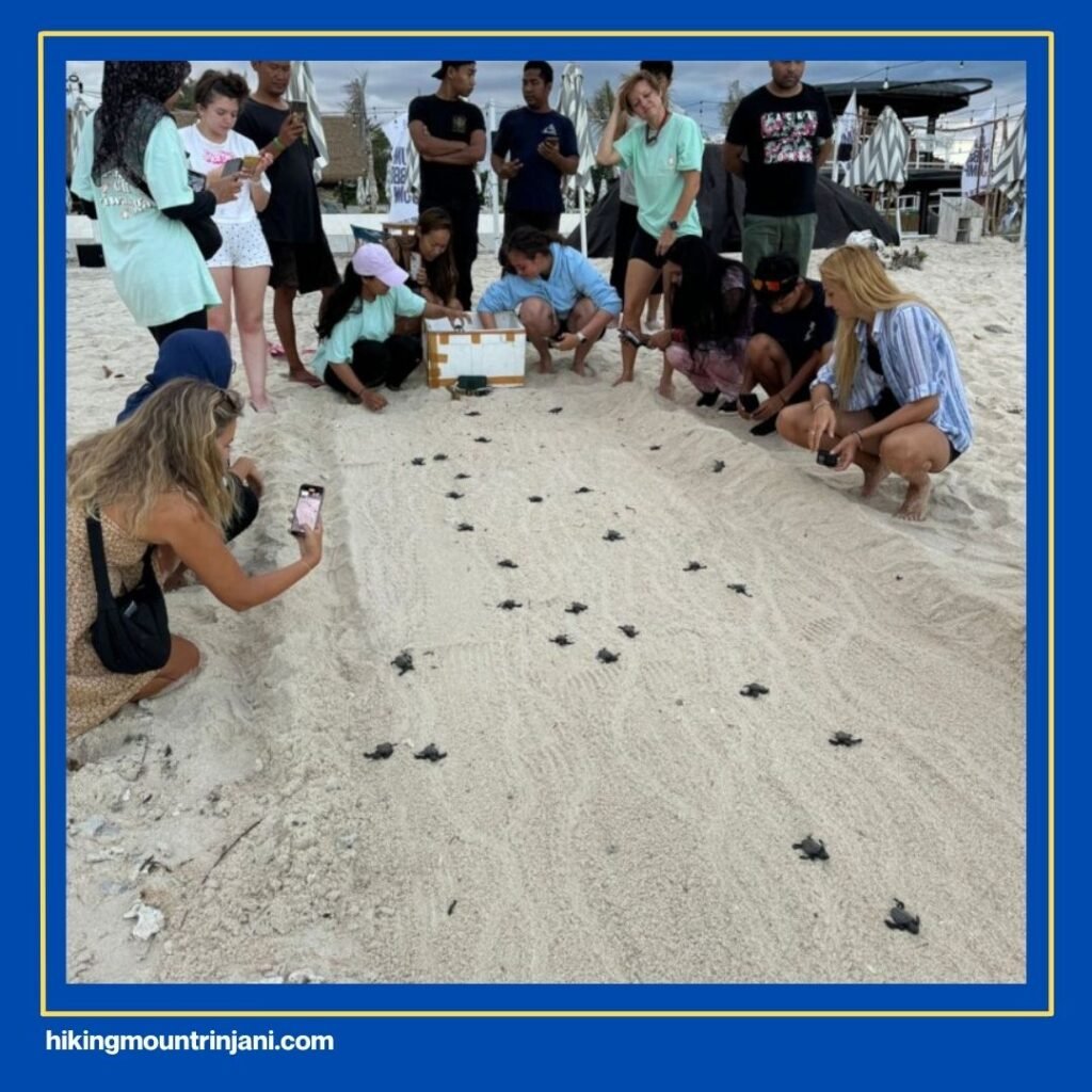 Visit the Gili Trawangan Turtle Hatchery
