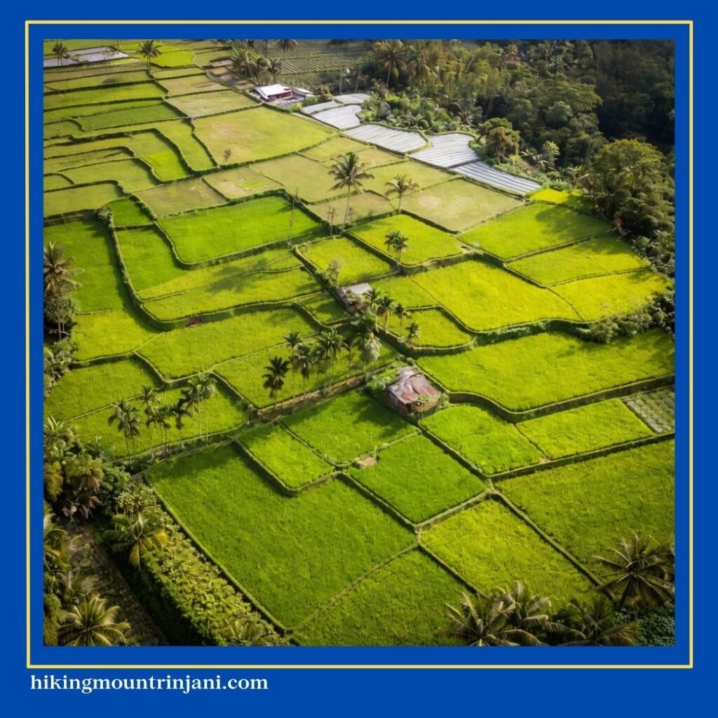 Tetebatu Rice Fields